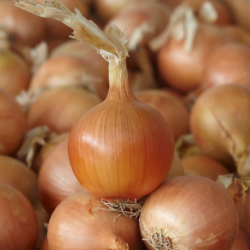 Cebula Progression  f1  250 000 nasion st